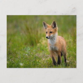 Red Fox Kit in Grassy Meadow Postcard Vykort