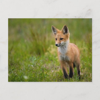 Red Fox Kit in Grassy Meadow Postcard Vykort
