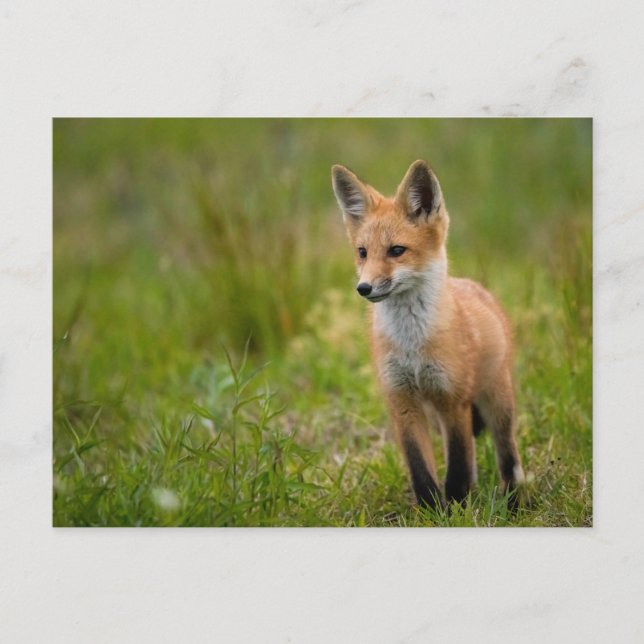 Red Fox Kit in Grassy Meadow Postcard Vykort (Framsida)
