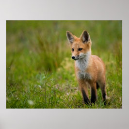 Red Fox Kit in Grassy Meadow Poster