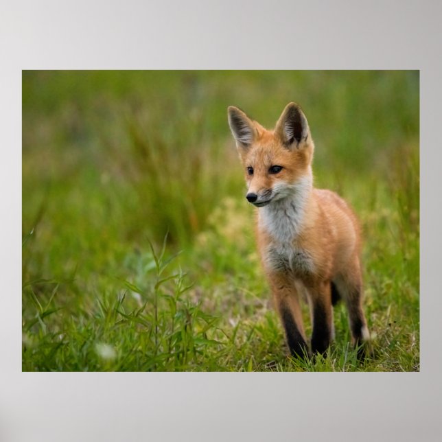 Red Fox Kit in Grassy Meadow Poster (Framsidan)