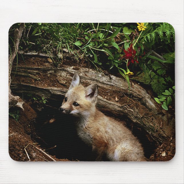Red Fox Kit Musmatta (Framsidan)
