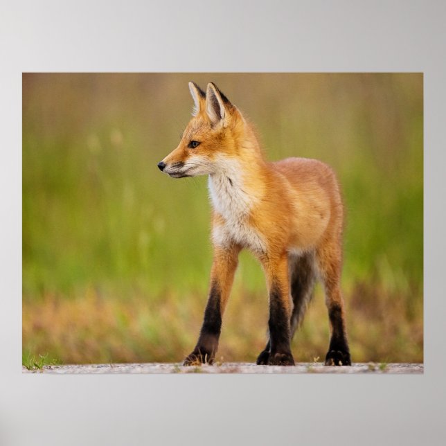 Red Fox Kit Poster (Framsidan)