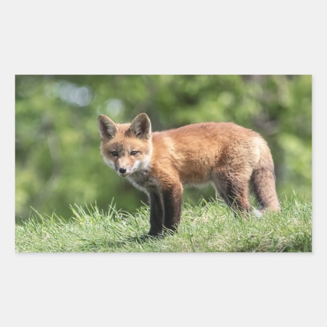 Red Fox Kit Rektangulärt Klistermärke (Framsida)
