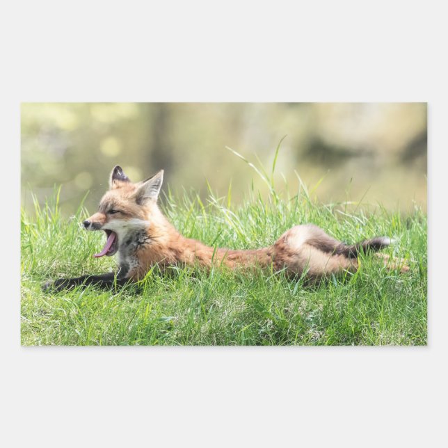 Red Fox Kit Rektangulärt Klistermärke (Framsida)