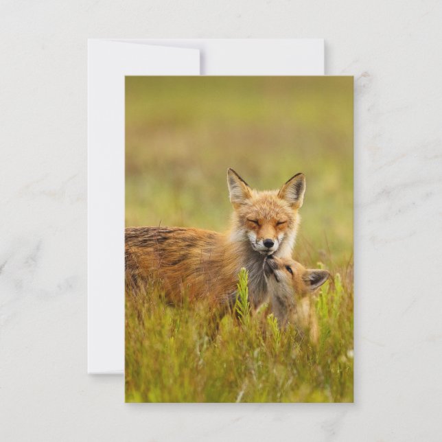 Red Fox Kit Tittar upp till mamma Greeting Card Tack Kort (Framsida)