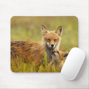 Red Fox Kit Tittar upp till mamma Musmatta