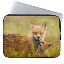 Red Fox Kit Tittar upp till mamma Vixen