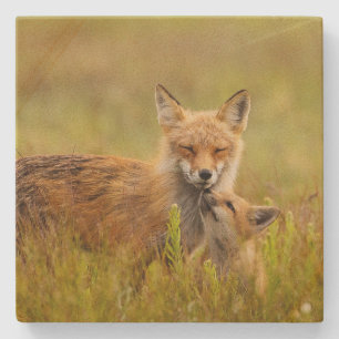 Red Fox Kit Tittar upp till mamma Vixen Stenunderlägg