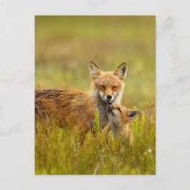 Red Fox Kit Tittar upp till Momma Post Card Vykort