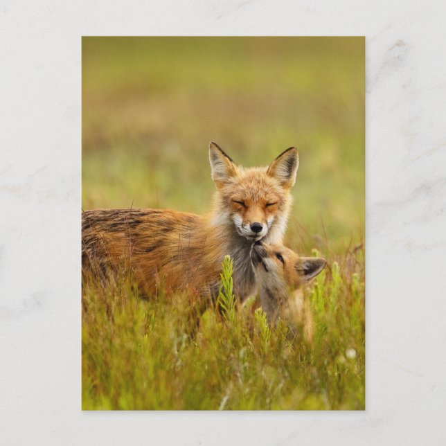 Red Fox Kit Tittar upp till Momma Post Card Vykort (Framsida)