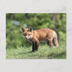 Red Fox Kit Vykort