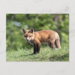 Red Fox Kit Vykort
