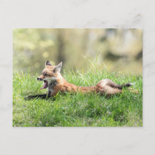 Red Fox Kit Vykort