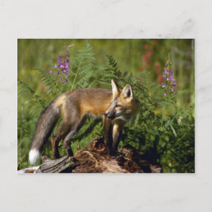 Red Fox kit Vykort