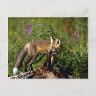 Red Fox kit Vykort