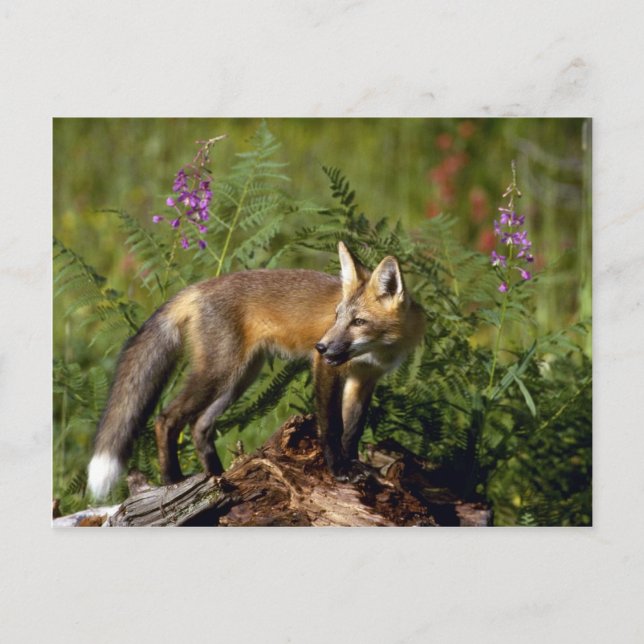 Red Fox kit Vykort (Framsida)