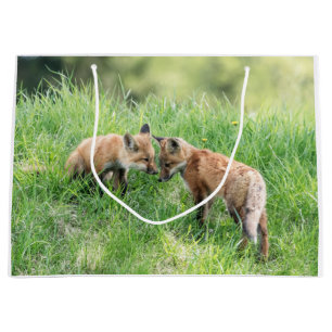 Red Fox Kits