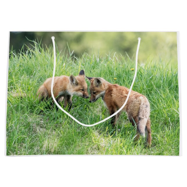 Red Fox Kits (Framsidan)