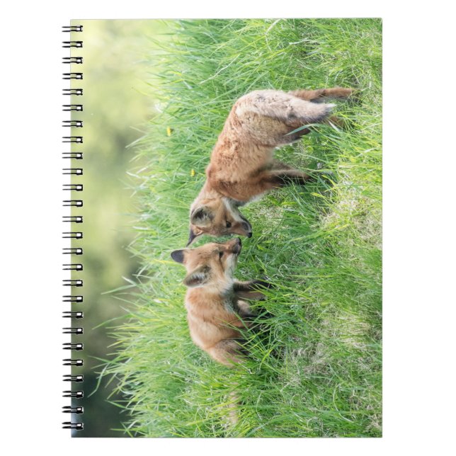 Red Fox Kits Anteckningsbok (Framsidan)