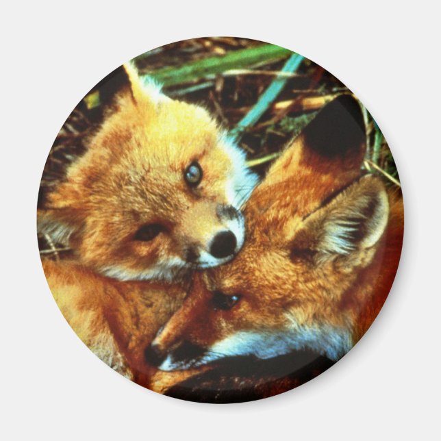 Red Fox Kits Magnet (Framsidan)