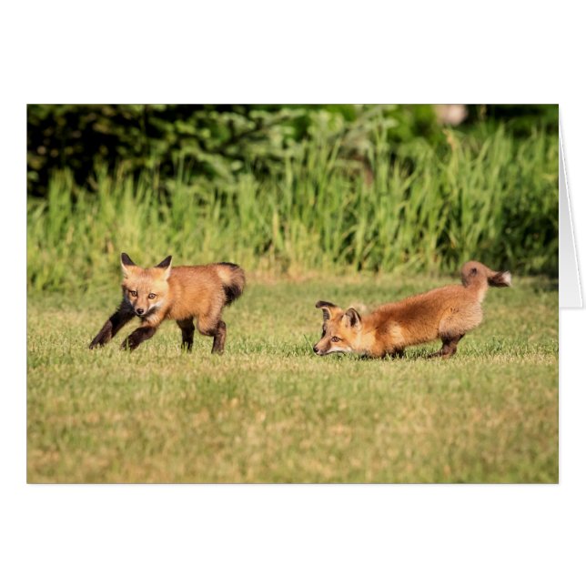 Red Fox Kits Spela Hälsningskort (Framsidan Horizontal)