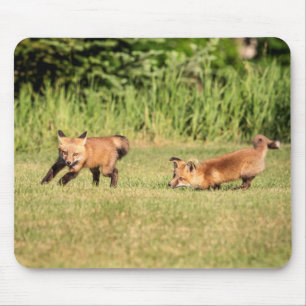 Red Fox Kits Spela Musmatta