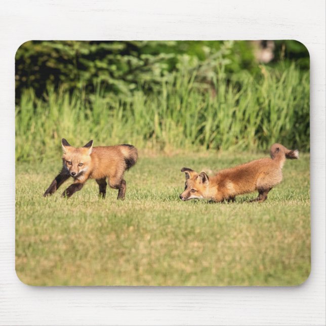 Red Fox Kits Spela Musmatta (Framsidan)