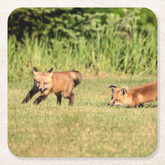 Red Fox Kits Spela Underlägg Papper Kvadrat (Framsidan)