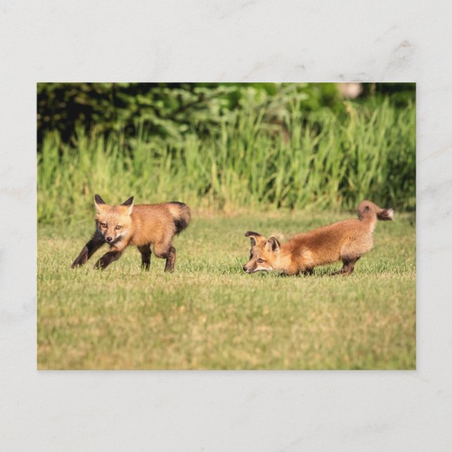 Red Fox Kits Spela Vykort (Framsida)