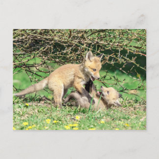 Red Fox Kits Spela Vykort