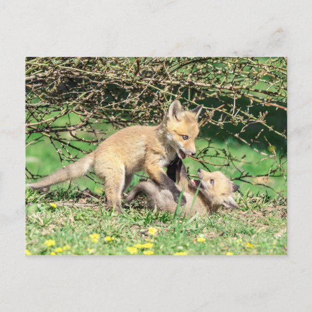 Red Fox Kits Spela Vykort (Framsida)