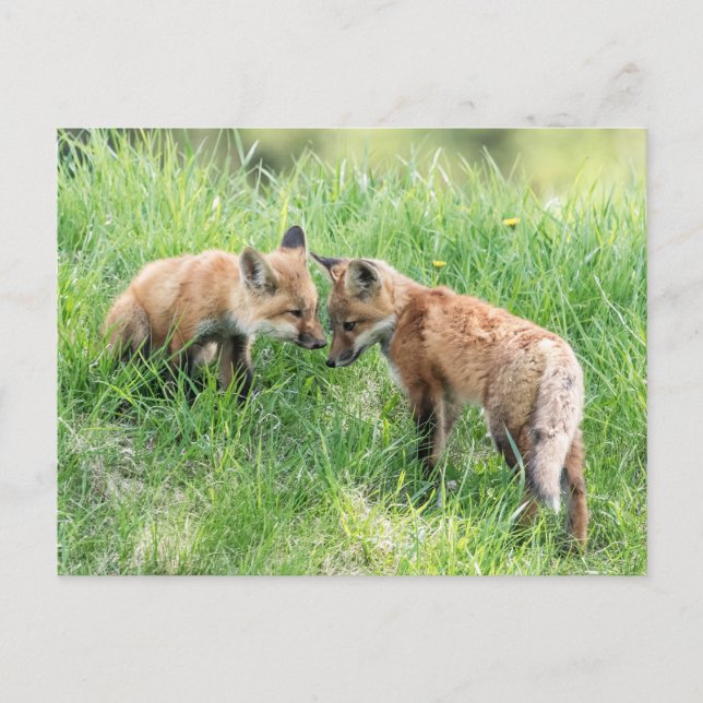 Red Fox Kits Vykort (Framsida)
