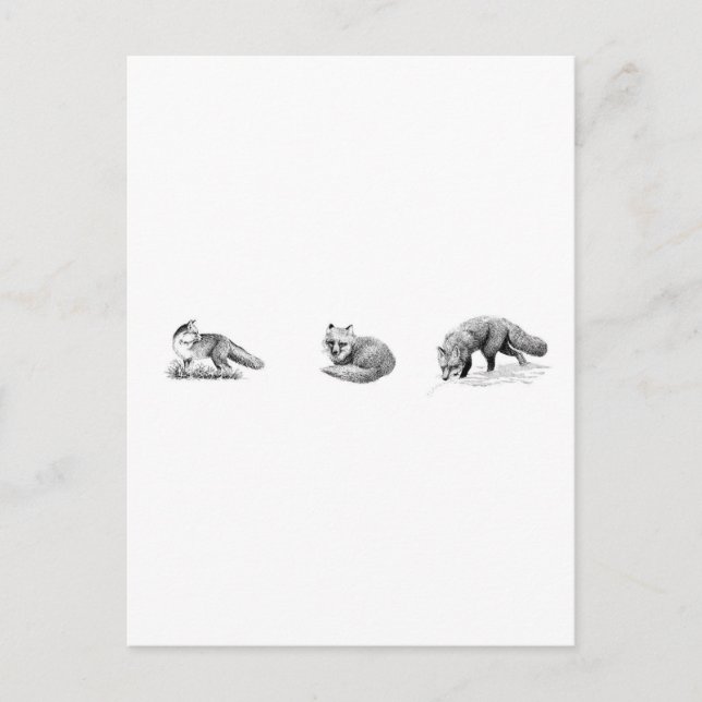 Red Fox Line Art Vykort (Framsida)