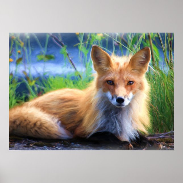 Red Fox Lutning i Grass Wildlife Image Poster (Framsidan)