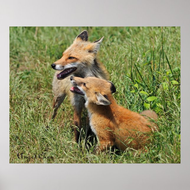 Red Fox Mamma och Kit Poster (Framsidan)