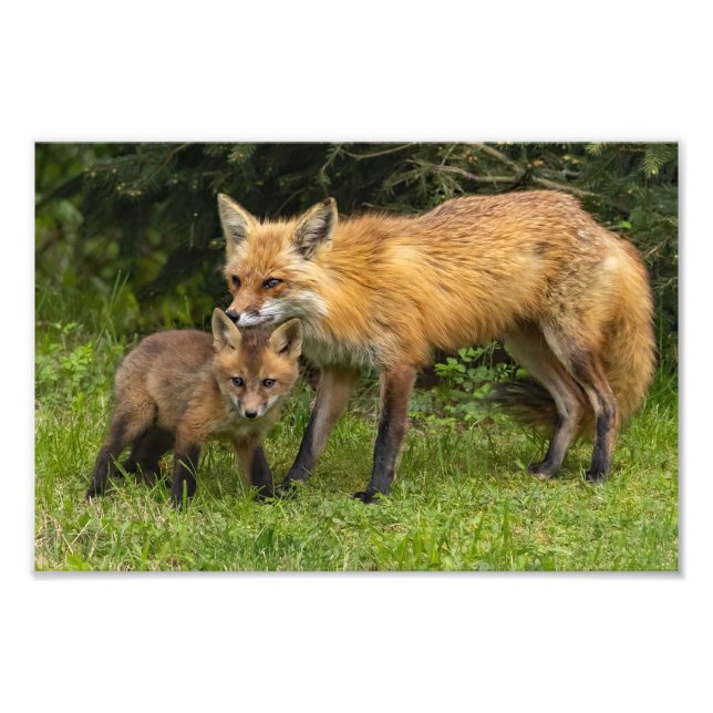 Red Fox Mamma och Youngster Fototryck (Framsidan)