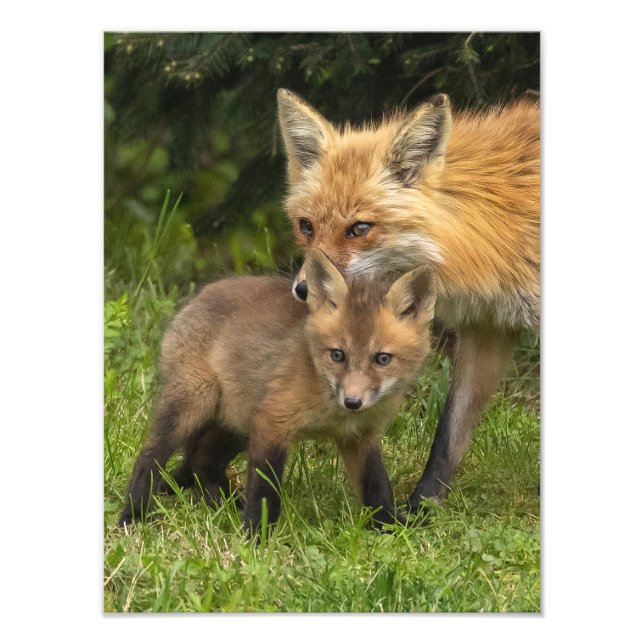Red Fox Mor och Youngster Fototryck (Framsidan)