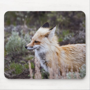 Red Fox Musmatta