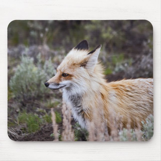 Red Fox Musmatta (Framsidan)