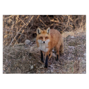 Red Fox nära och personligt