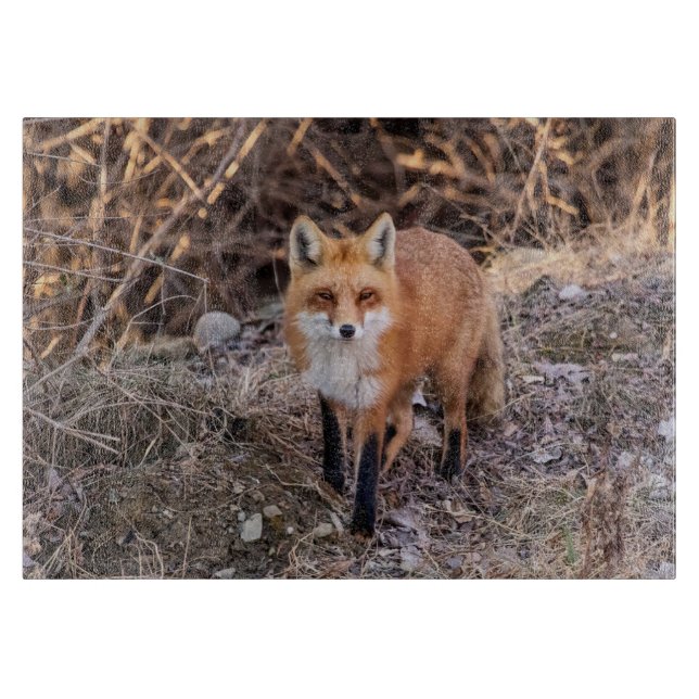 Red Fox nära och personligt (Framsidan)