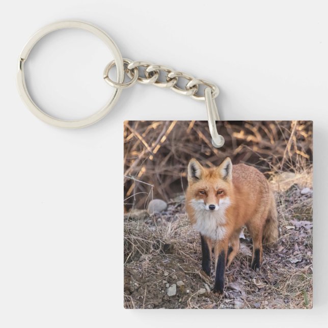 Red Fox nära och personligt (Framsidan)