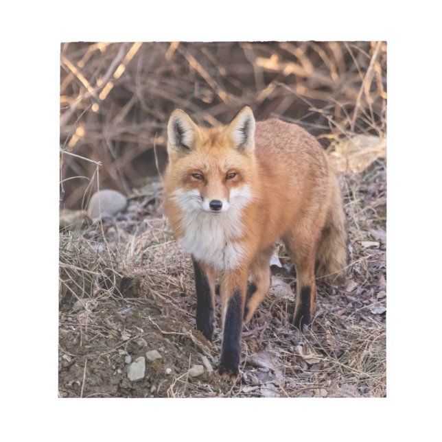 Red Fox nära och personligt Anteckningsblock (Framsida)
