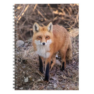 Red Fox nära och personligt Anteckningsbok Med Spiral