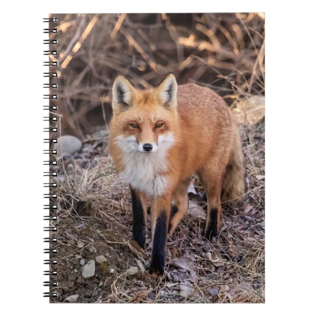Red Fox nära och personligt Anteckningsbok Med Spiral (Framsidan)