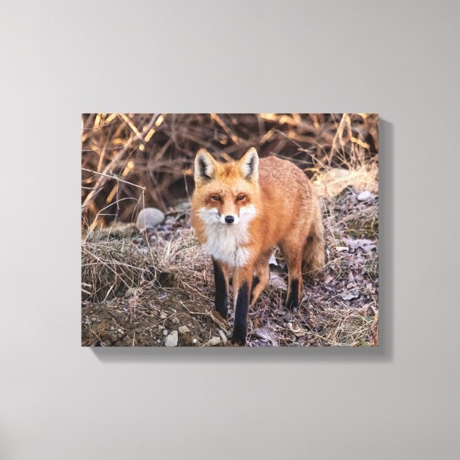 Red Fox nära och personligt Canvastryck (Framsida)