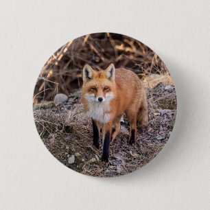 Red Fox nära och personligt Knapp