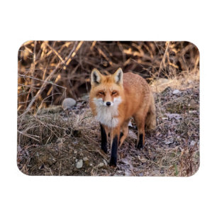 Red Fox nära och personligt Magnet