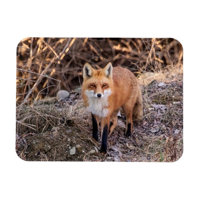 Red Fox nära och personligt Magnet (Horisontell)